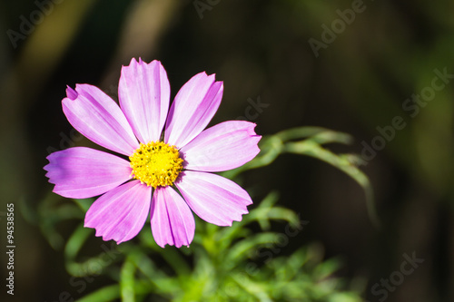 pink cosmos flower