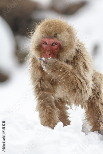 Snow Monkey at Jigokudani
