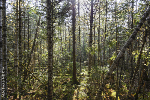 The trees Far Eastern taiga.   Taiga beauty . Trees   shrubs   grass in the Far Eastern taiga.