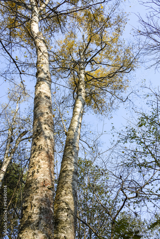 Fototapeta premium The trees Far Eastern taiga. Taiga beauty . Trees , shrubs , grass in the Far Eastern taiga.