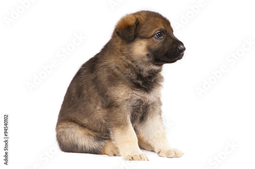 sheepdog puppy