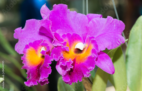 Fototapeta Naklejka Na Ścianę i Meble -  big pink cattleya, focus on petal