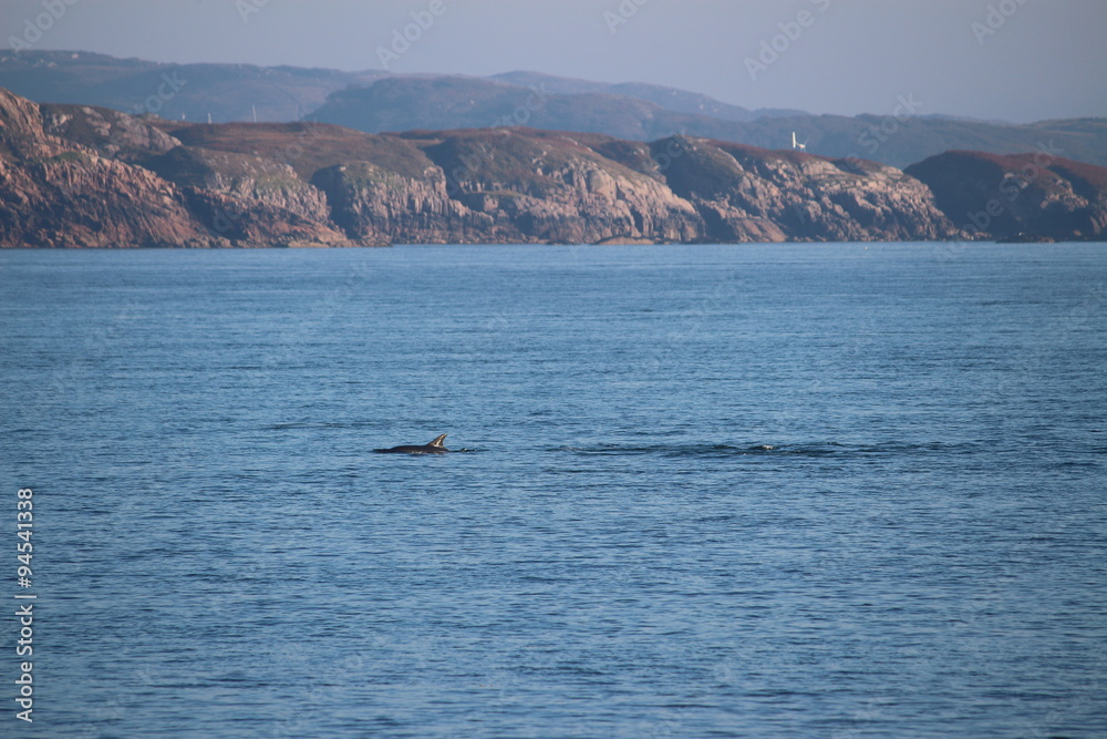 Delfin in Schottland