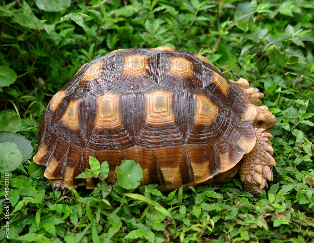 turtle