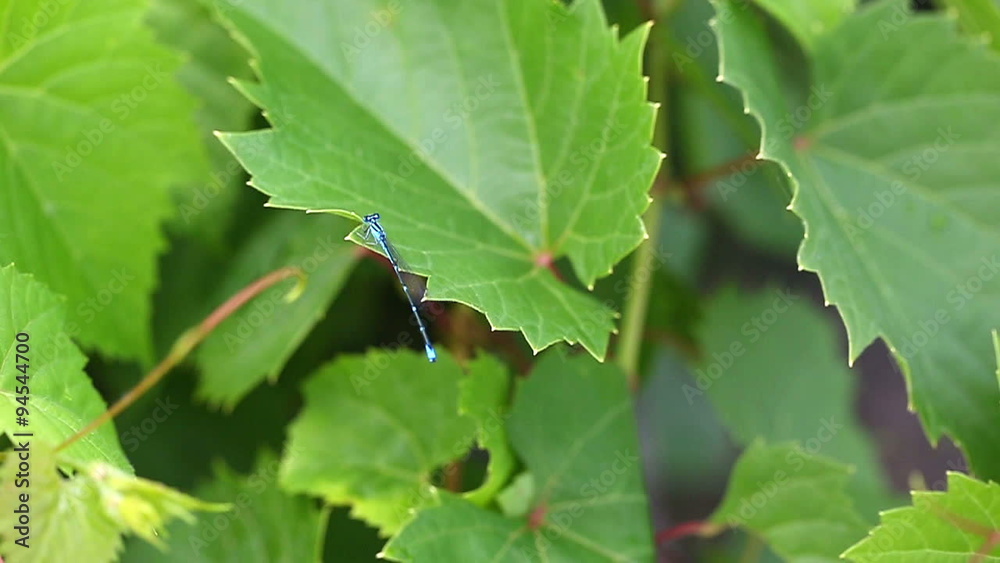 Electric Blue Dragonfly. 3 separate clips of a blue dragonfly in nature. close up. slow motion.
