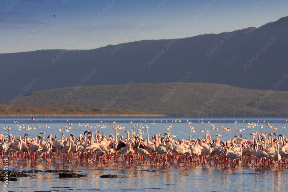Obraz premium Flocks og Lesser and Greater Flamingo, Lake Bogoria, Kenya