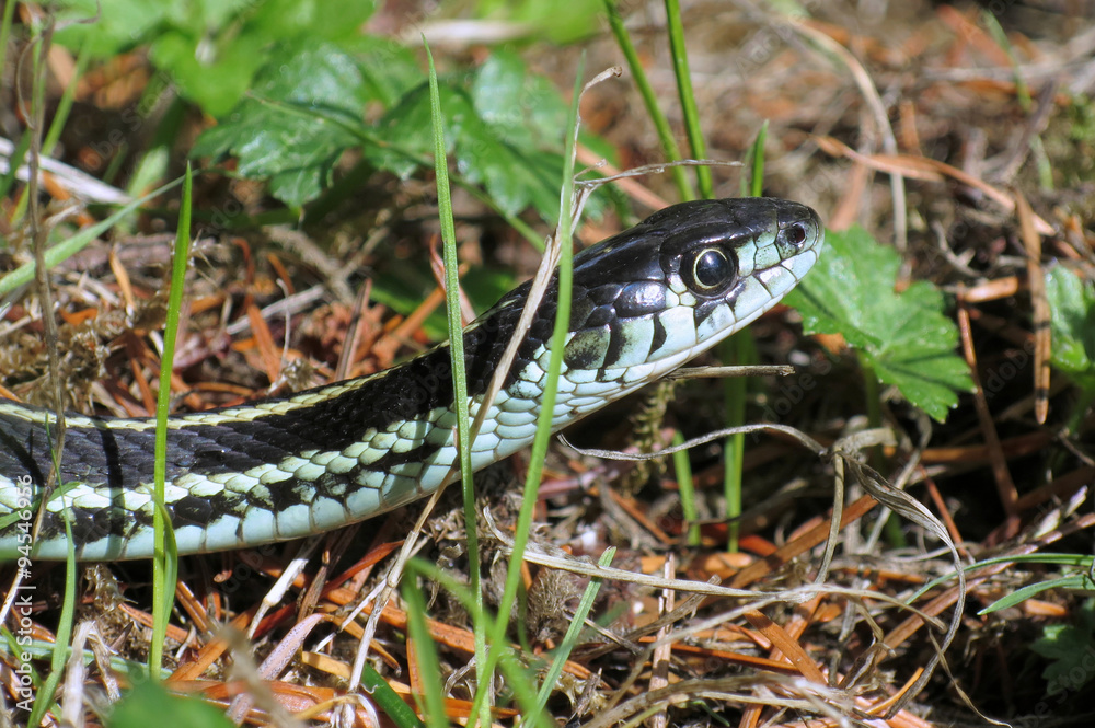 Puget Sound gartersnake - Thamnophis sirtalis pickeringii Puget Sound gartersnake - Thamnophis sirtalis pickeringii