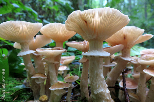 Honey Mushrooms - Armillaria ostoyea