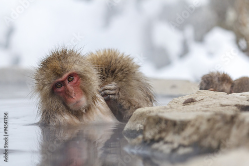 Snow monkey in a hot spring
