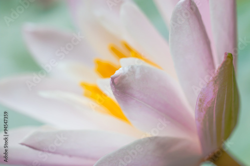 Fototapeta Naklejka Na Ścianę i Meble -  Closeup Macro on lotus