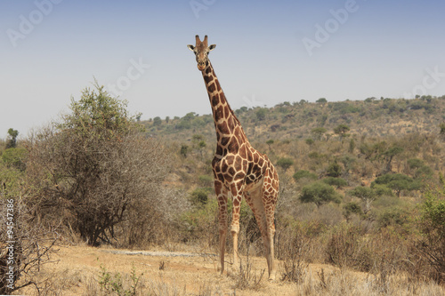 Giraffe