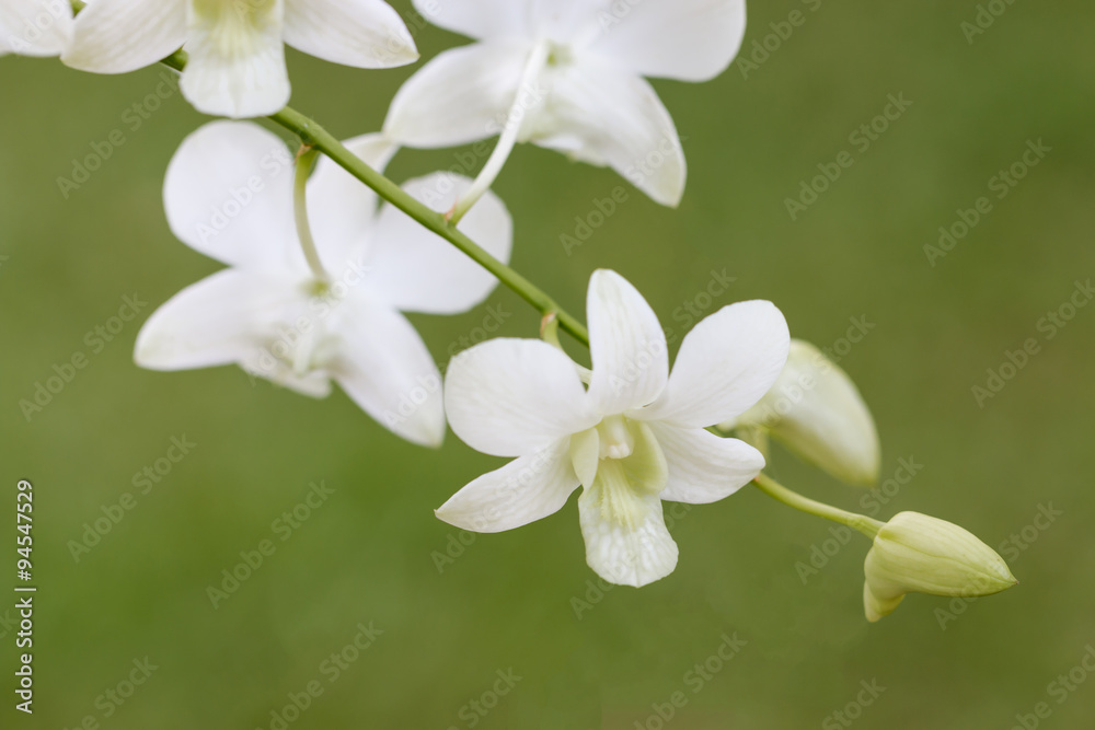orchids Flower are the most of beautiful in rainforests of beaut