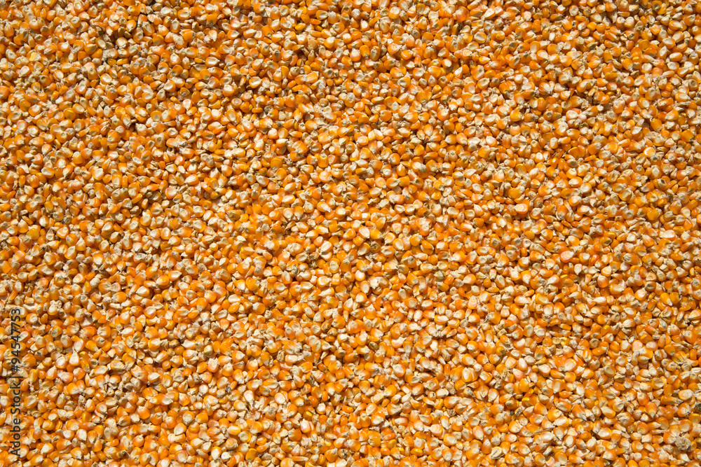 Corn cob seed background