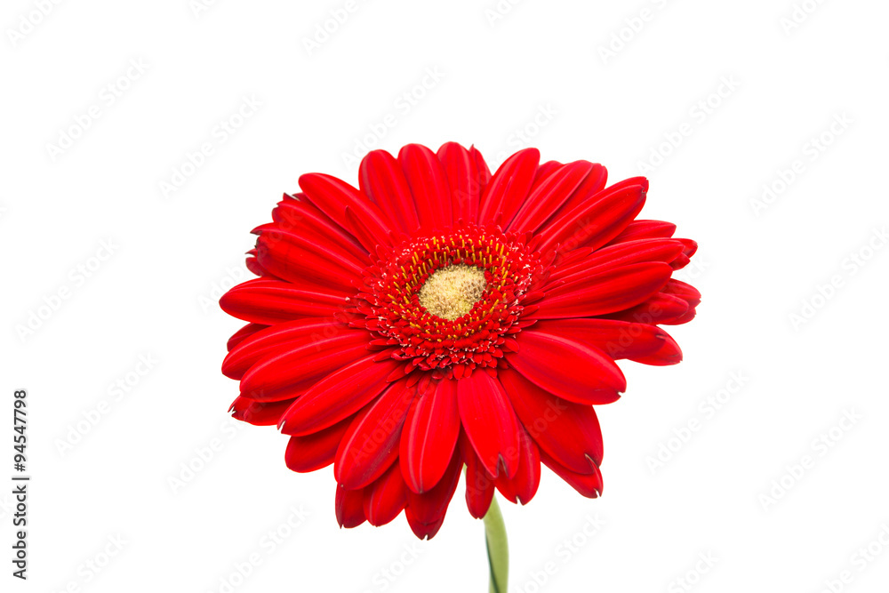 Gerbera Daisy