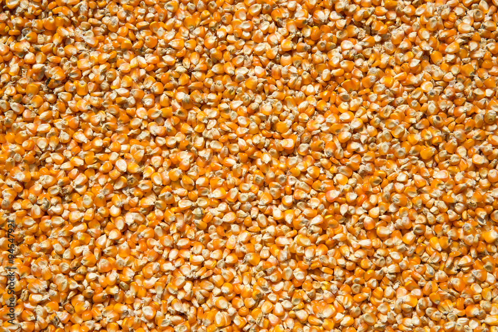 Corn cob seed background Corn cob seed background