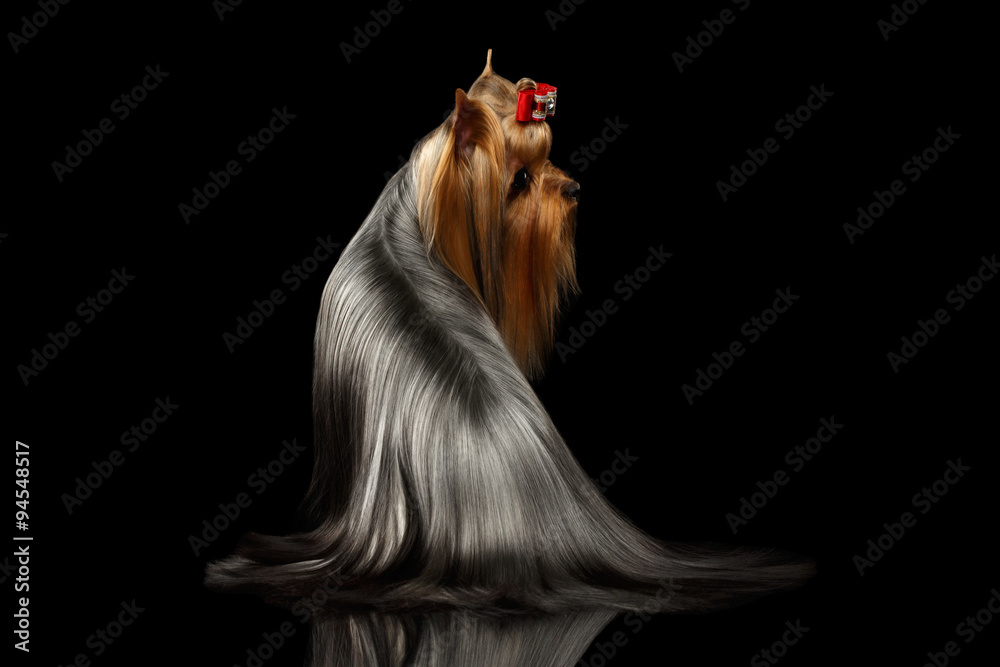 Naklejka premium Yorkshire Terrier Dog with long groomed Hair Sits on black