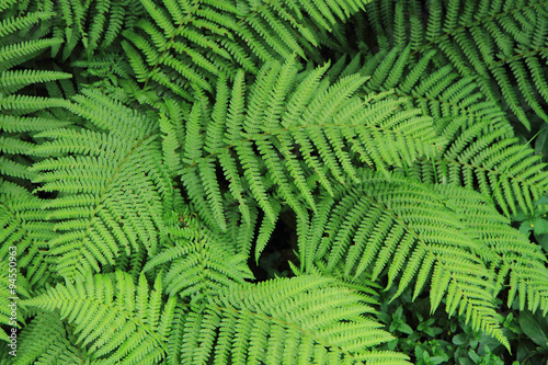 fern green texture