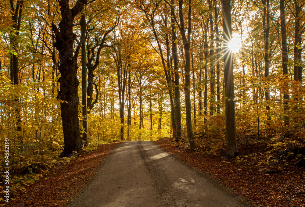 Country road surrounded by beech wood in autumn