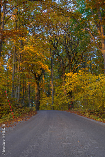 Country road surrounded by beech wood in autumn