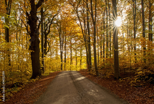 Country road surrounded by beech wood in autumn