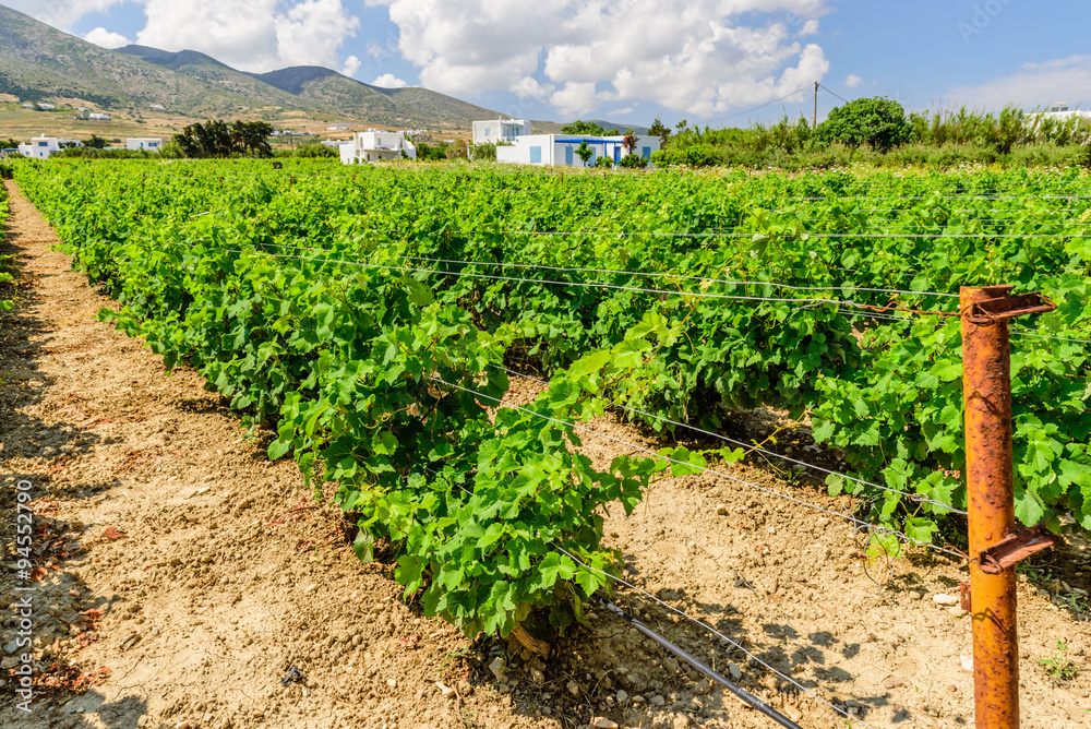 Grape field on the Greek island of Paros, Cyclades, Greece.