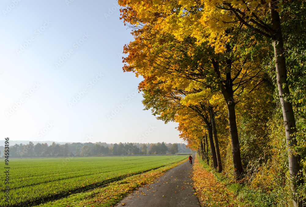 Herbst 25 / herbstliche Straße mit Radfahrer