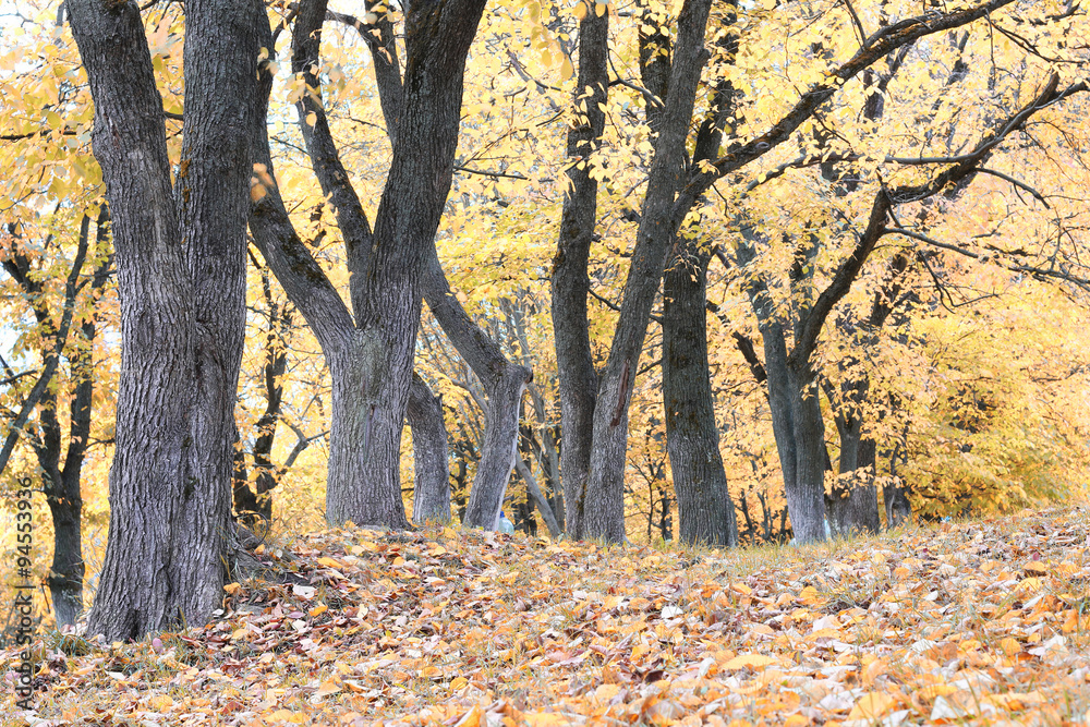 Fototapeta premium Park walkway