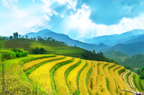 Pola ryżowe na tarasowych Mu Cang Chai, YenBai, Wietnam. Pola ryżowe przygotowują żniwa w północno-zachodnim Wietnamie. Wietnamskie krajobrazy.