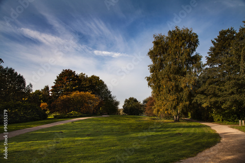 Fototapeta Naklejka Na Ścianę i Meble -  Maple trees with yellow leaves in autumn nature