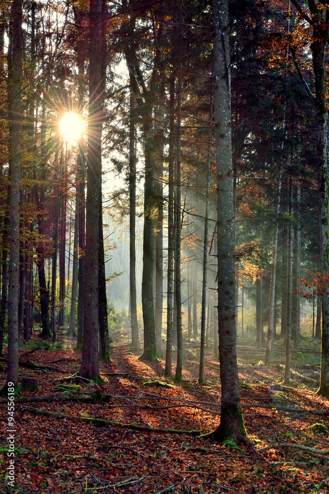Obraz premium Sonnenstrahlen im Herbstwald