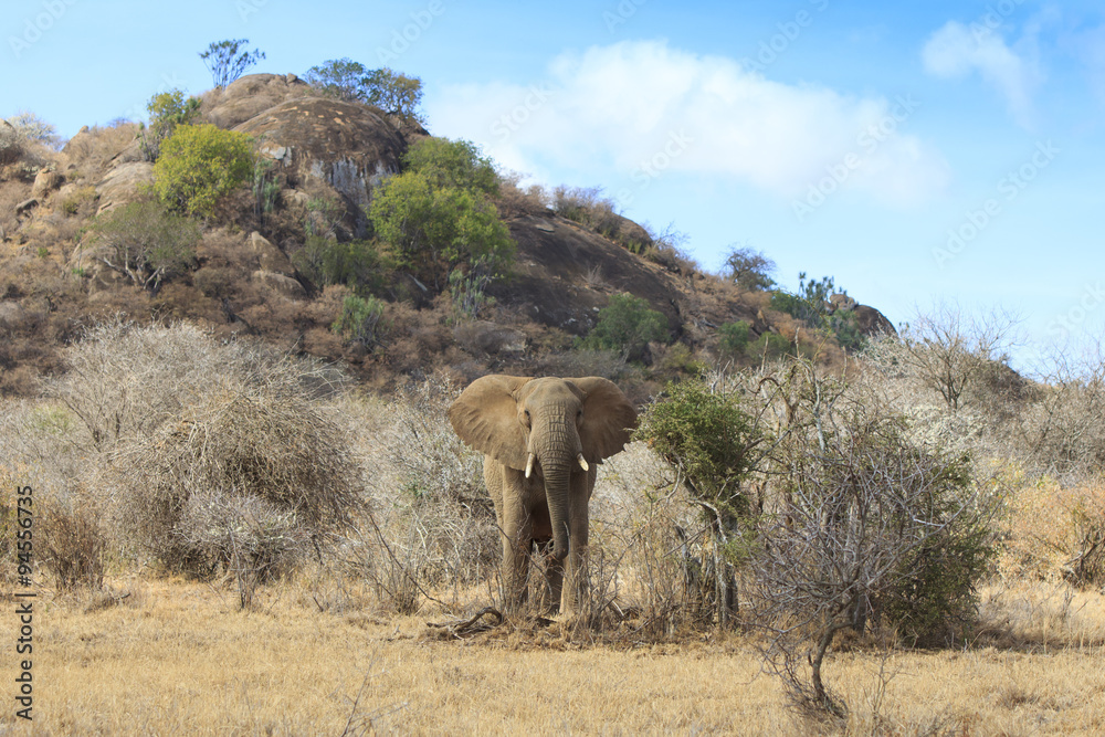 Obraz premium Herd African Elephant drinking at river
