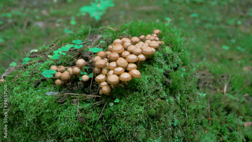 A bunch of honey fungus also known as Armillaria found in the middle of the ground where green grass surrounds the area. A bunch of honey fungus also known as Armillaria found in the middle of the ground where green grass surrounds the area.
