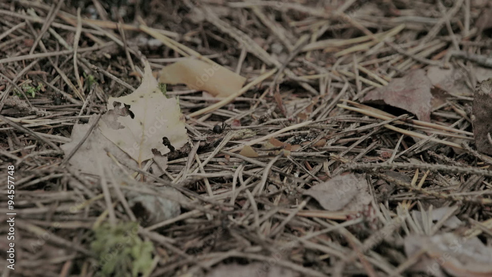 The black ants crawling on the leafy ground. The black ants are making a line to be followed by other ants The black ants crawling on the leafy ground. The black ants are making a line to be followed by other ants