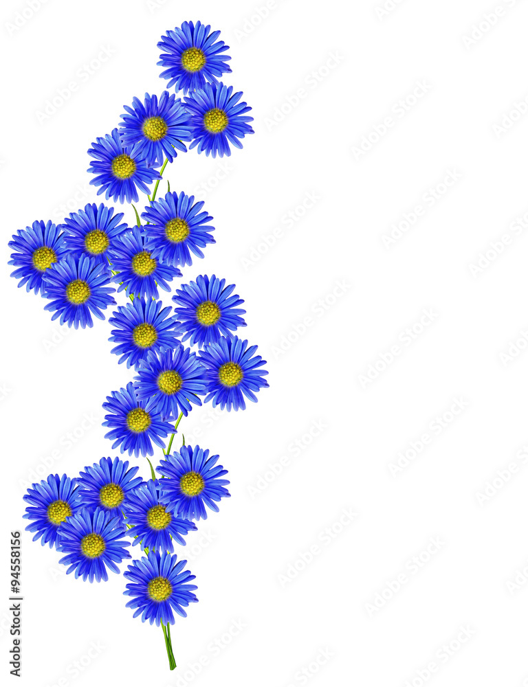chrysanthemum isolated on white background chrysanthemum isolated on white background