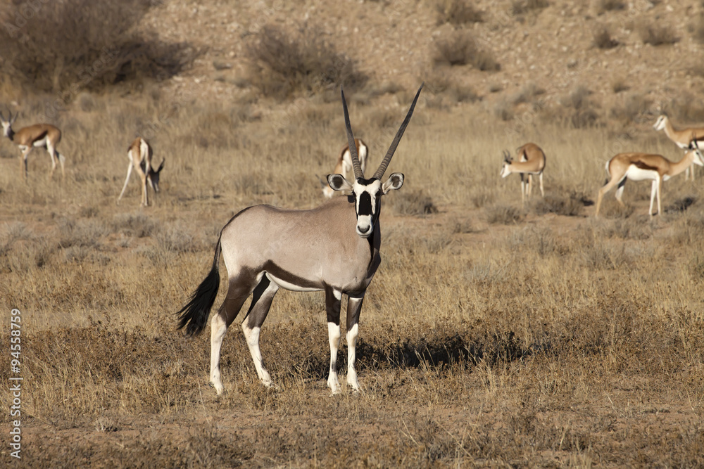 Gemsbok, Oryx gazela, Gemsbok National Park, South Africa Gemsbok, Oryx gazela, Gemsbok National Park, South Africa