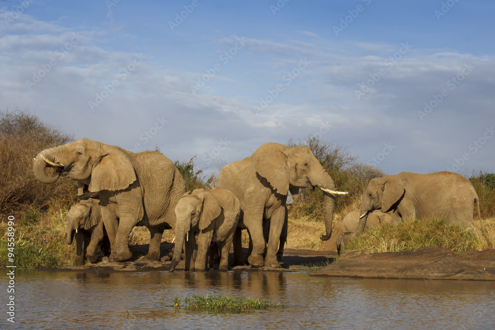 Obraz premium Herd African Elephant drinking at river