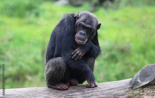 einsamer Schimpanse