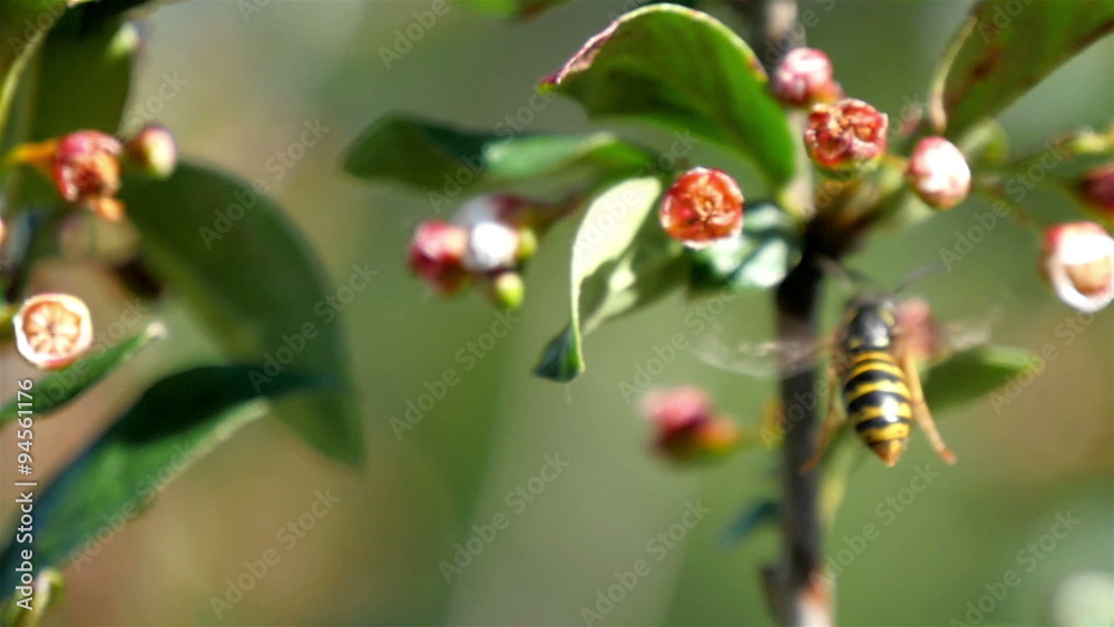 The bee going near the flower of a tree. The bee is about to make some honey