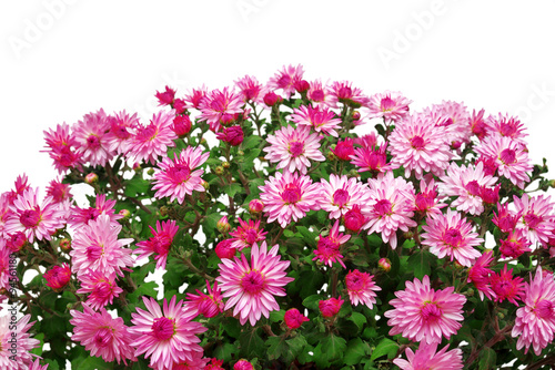 Bouquet of pink flowers of chrysanthemums