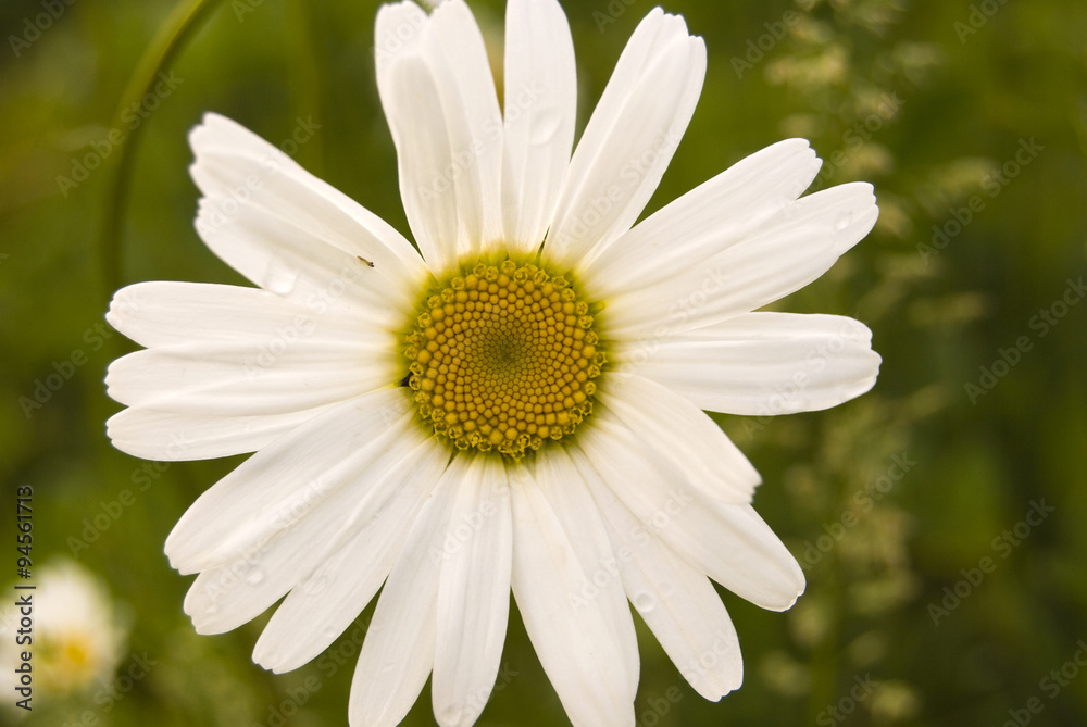 Fototapeta premium Chamomile