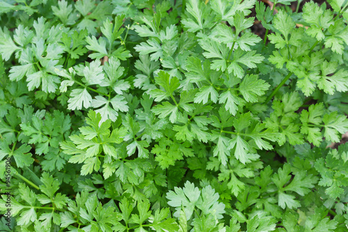 Closeup photo of home grown Flat leaved Parsley in a pot