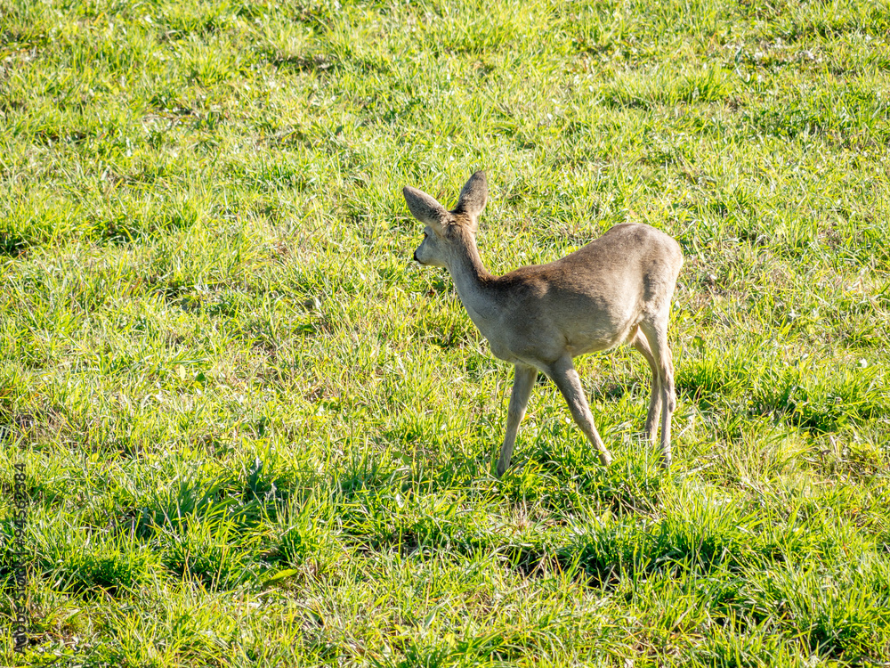 Fototapeta premium European Roe Deer