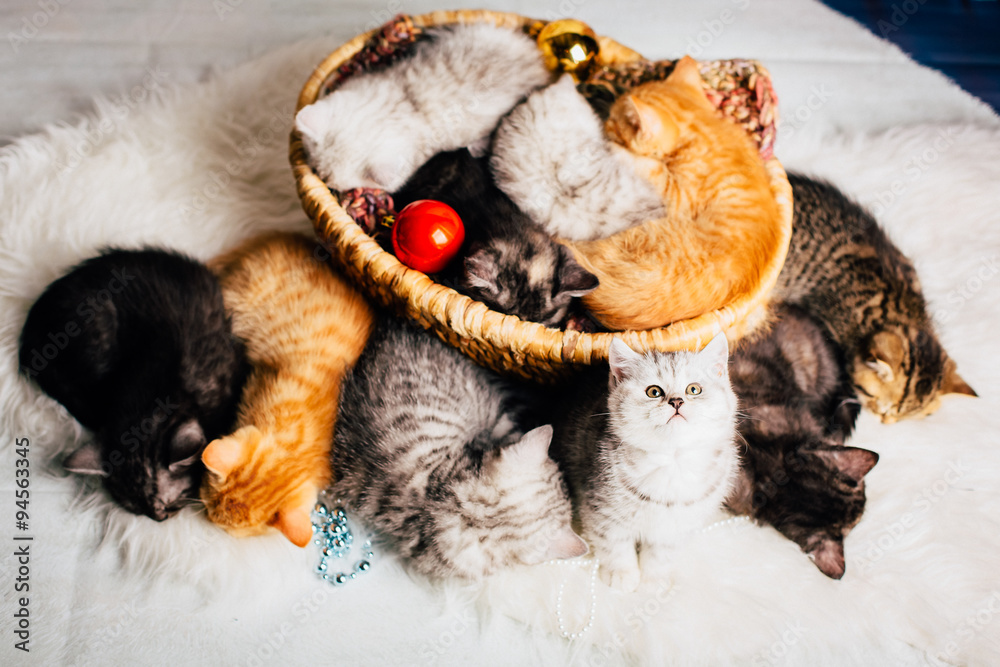 Obraz premium katzenbabys