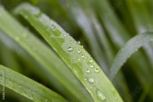 Showcase of Raindrops. A single blade of grass in focus shows off its beautiful raindrops.
