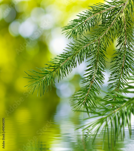 fir branches over the water