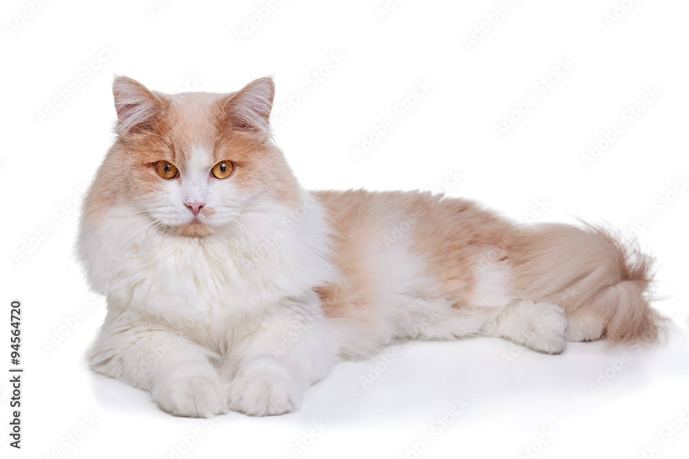 Ginger White Cat isolated over white background.