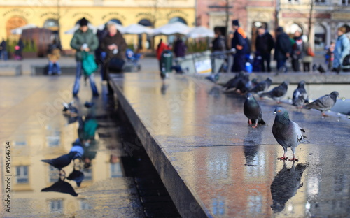 Doves of Krakow old city. Market Square. Poland