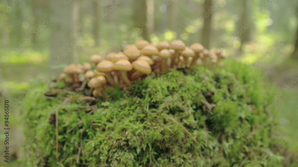 Brown mushrooms flocks on the grass with trees all around the forest Brown mushrooms flocks on the grass with trees all around the forest