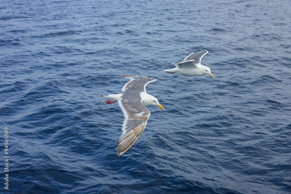 Seagulls Seagulls
