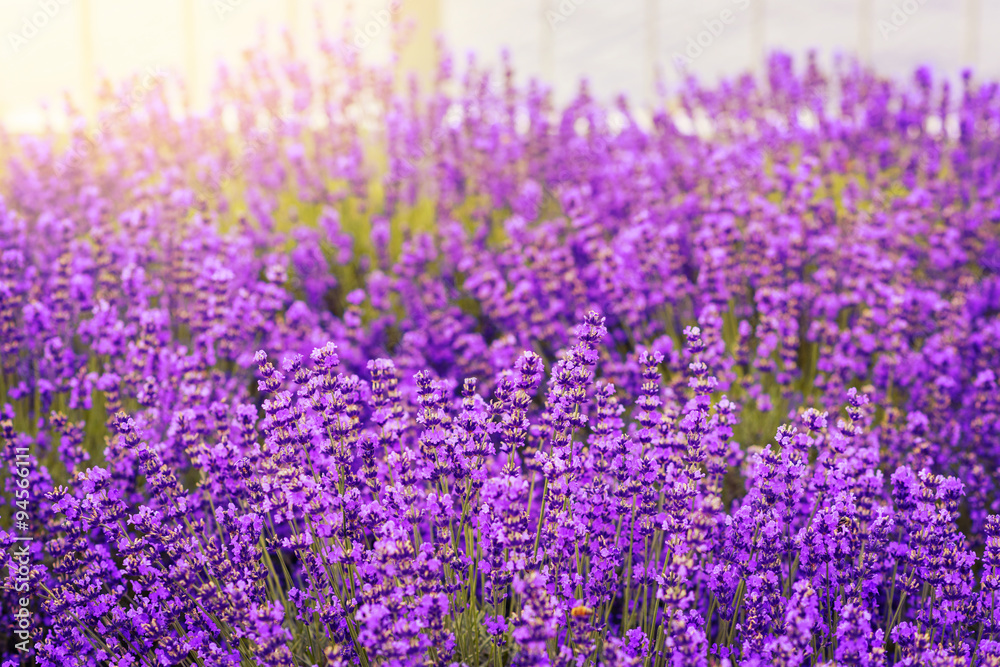 Fototapeta premium beautiful lavender flowers blossom in the garden